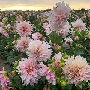 Meet your Posher, Susannah